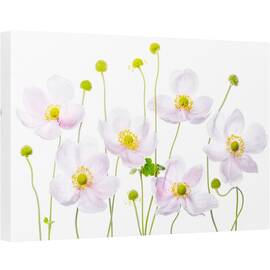Tablou canvas - Anemone Japoneze, Japoneza, Vara, Floare, Floral, Gradina, 40 x 60 cm - - Roveli