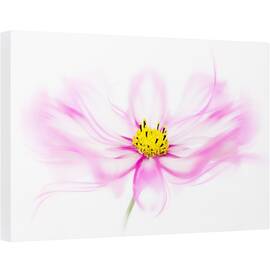Tablou canvas - Briza, Floare, Roz, Prim-Plan, 40 x 60 cm - - Roveli