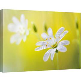 Tablou canvas - Cusatura, Vara, Macro, Floare, Moale, 80 x 120 cm - - Roveli