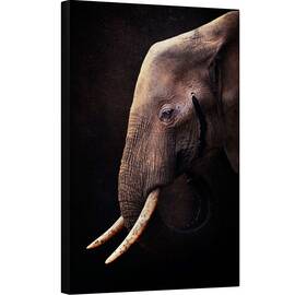 Tablou canvas - Elefant, Colti, Intelept, Cunoastere, 80 x 120 cm - - Roveli