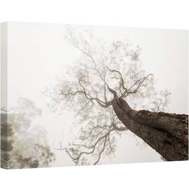 Tablou canvas - Intre Rai si Pamant, Peisaj, Copac, Perspectiva, Tonifiat, Monocolor, Inalta, 80 x 120 cm - - Roveli