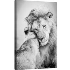 Tablou canvas - Iubire Africana, Leu, Leoaica, Salbatic, Iubire, Afectiune, Serengeti, 80 x 120 cm - - Roveli