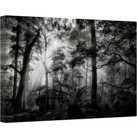Tablou canvas - Padure, Usor, Soare, Alb-Negru, Intunecos, 80 x 120 cm - - Roveli
