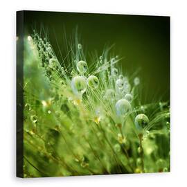 Tablou canvas - Perlele Diminetii, Roua, Dimineata, Perle, Pana, Perla, 60 x 60 cm - - Roveli