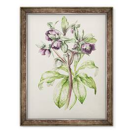 Tablou inramat - Alison Cooper - Helleborus Orientalis de Helen Ballard, 70 x 90 cm - - Roveli
