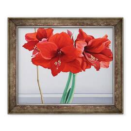Tablou inramat - Christopher Ryland - Amaryllis rosu, 50 x 60 cm - - Roveli