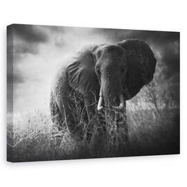 Tablou canvas - Incarca, Colti, Big, Urias, Maiestuos, Puternic, 80 x 120 cm - - Roveli