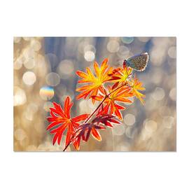 Tablou Canvas - Momente Septembrie, Fluture, Insecta, Rosu, Toamna, 60 x 80 cm - - Roveli