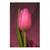 Tablou Canvas - Lalea, Floare, Roz, Marime: 60 x 90 cm - - Roveli