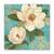 Tablou Canvas - Nufar, Flori, Floare, Regal, Marime: 60 x 60 cm - - Roveli