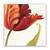Tablou Canvas - Flori, Lalea, Marime: 60 x 60 cm - - Roveli