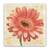 Tablou Canvas - Floral, Gerbera, Roz, Marime: 60 x 60 cm - - Roveli