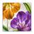 Tablou Canvas - Vintage, Flori, Lalele, Mov-Portocaliu, Marime: 60 x 60 cm - - Roveli