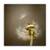 Tablou Canvas - Vintage, Floral, Papadie, Marime: 60 x 60 cm - - Roveli