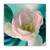 Tablou Canvas - Lalea, Floare, Alb, Roz, Marime: 60 x 60 cm - - Roveli