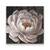 Tablou Canvas - Bujori II, Floare, Alb, Marime: 60 x 60 cm - - Roveli
