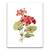 Tablou Canvas - Flori, Floare, Muscata, Primavara, Rosu, Marime: 60 x 75 cm - - Roveli