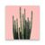 Tablou Canvas - Natura, Plante, Cactus, Verde, Marime: 60 x 60 cm - - Roveli