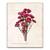 Tablou Canvas - Flori, Floare, Crizanteme, Primavara, Ciclam, Marime: 60 x 75 cm - - Roveli