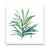 Tablou Canvas - Botanica III, Frunza, Verde, Marime: 60 x 60 cm - - Roveli