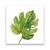 Tablou Canvas - Botanica IV, Frunza, Verde, Marime: 60 x 60 cm - - Roveli