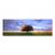 Tablou Canvas - Copac Singur in Natura, Escape, Marime: 50 x 150 cm - - Roveli
