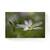Tablou Canvas - Floare, Petale, Alb, Marime: 80 x 120 cm - - Roveli