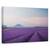 Tablou canvas - Camp de lavanda, Peisaj, Flori, Franta, Marime: 80 x 120 cm - - Roveli