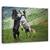 Tablou canvas - Alb-negru, Animal, Cal, Natura, Marime: 80 x 120 cm - - Roveli