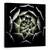 Tablou Canvas - Rozeta Sempervivum, Rosette, Suculent, Sempervivum,Plante, Marime: 90 x 90 cm - - Roveli