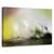 Tablou canvas - In zori, Flori, Verde, Moale, Delicat, Marime: 80 x 120 cm - - Roveli