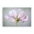 Tablou Canvas - Floral, Flori, Primavara, Pictura, Alb, Marime: 80 x 120 cm - - Roveli