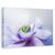 Tablou canvas - Anemone De Caen, Flori, Gradina, Marime: 80 x 120 cm - - Roveli