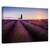 Tablou canvas - Lavanda din Provence, Peisaj, Soare, Franta, Violet, Marime: 80 x 120 cm - - Roveli