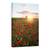 Tablou Canvas - Campuri De Mac Din Suedia, Flori, Maci, Soare, Suedia, Rosu, Marime: 80 x 120 cm - - Roveli