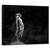Tablou Canvas - Meerkat, Marime: 60 x 75 cm - - Roveli