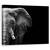 Tablou Canvas - Elefant, Marime: 60 x 75 cm - - Roveli