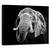 Tablou Canvas - Elefant African, Marime: 60 x 75 cm - - Roveli
