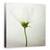 Tablou Canvas - Cosmos Alb, Marime: 90 x 90 cm - - Roveli