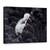 Tablou Canvas - Pickaback, Marime: 75 x 100 cm - - Roveli