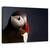 Tablou Canvas - Portret Puffin, Marime: 60 x 90 cm - - Roveli