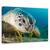 Tablou Canvas - Priveste, Marime: 60 x 90 cm - - Roveli