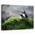 Tablou Canvas - Dovlecel, Marime: 60 x 90 cm - - Roveli