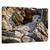 Tablou Canvas - Timid, Marime: 60 x 90 cm - - Roveli