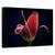 Tablou Canvas - Prima Lalea, Marime: 60 x 90 cm - - Roveli
