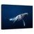 Tablou Canvas - Balena Cu Cocoasa - Albastru, Marime: 60 x 90 cm - - Roveli