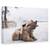 Tablou Canvas - Vis, Marime: 60 x 90 cm - - Roveli
