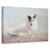 Tablou Canvas - Iesind Din Furtuna, Marime: 60 x 90 cm - - Roveli