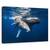 Tablou Canvas - Familia Balenelor Cu Cocoasa, Marime: 60 x 90 cm - - Roveli