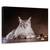 Tablou Canvas - Prinde-Ma Daca Poti, Marime: 60 x 90 cm - - Roveli